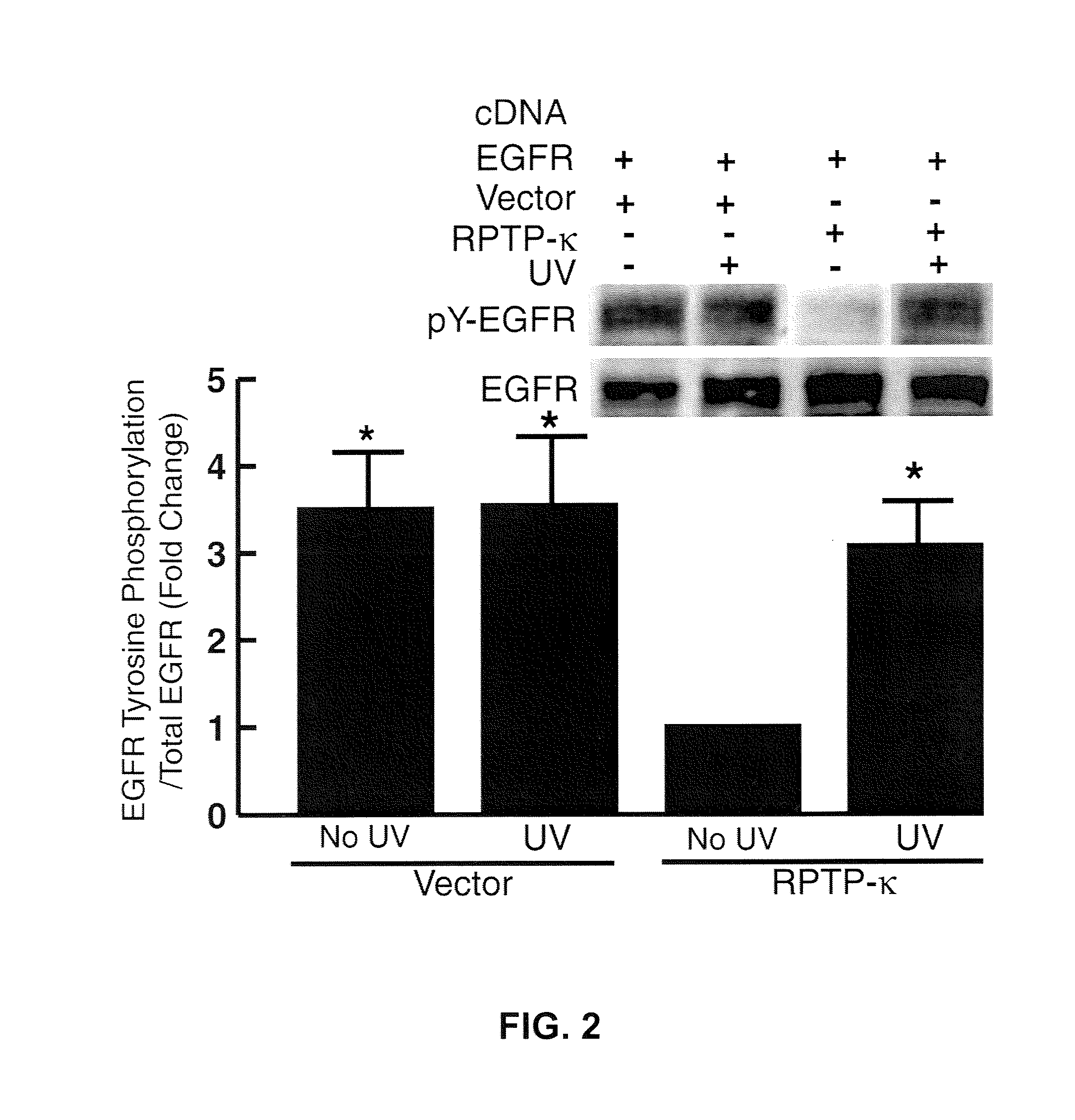 Methods for identifying treatments that treat and/or prevent UV irradiation inducing photoaging