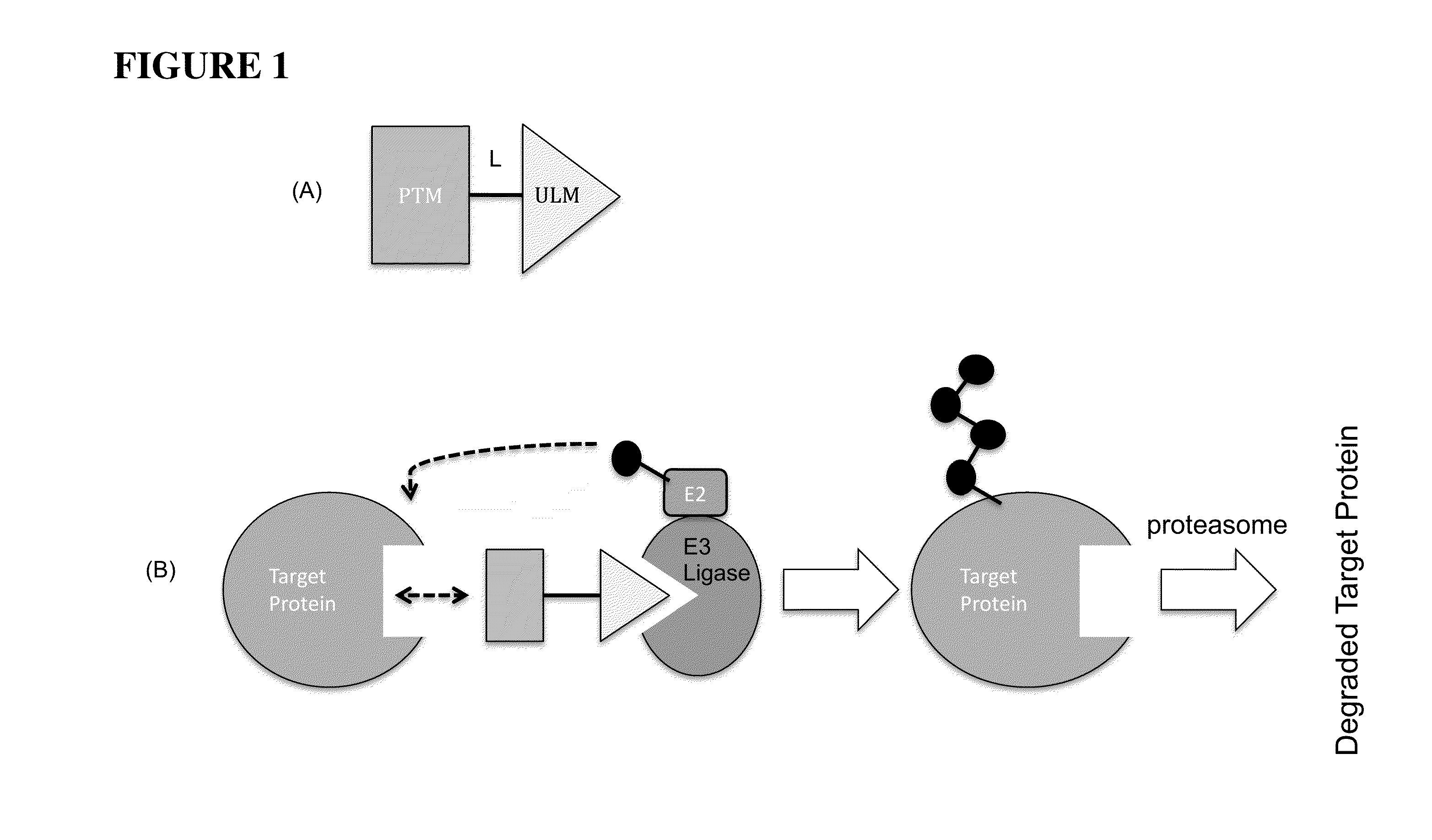 Imide-based modulators of proteolysis and associated methods of use