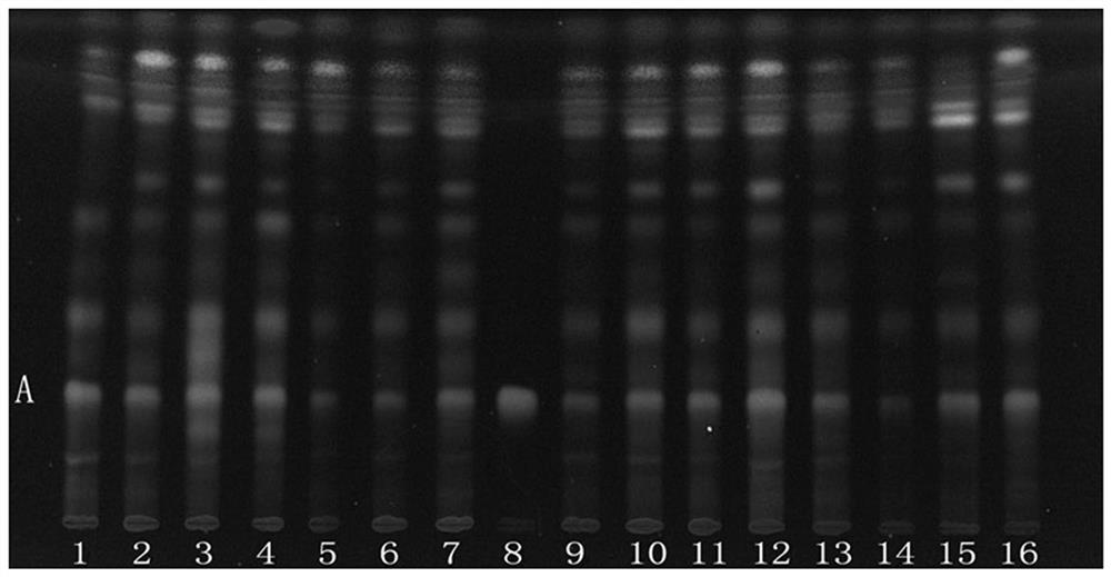 Thin-layer chromatography identification method for rhus chinensis