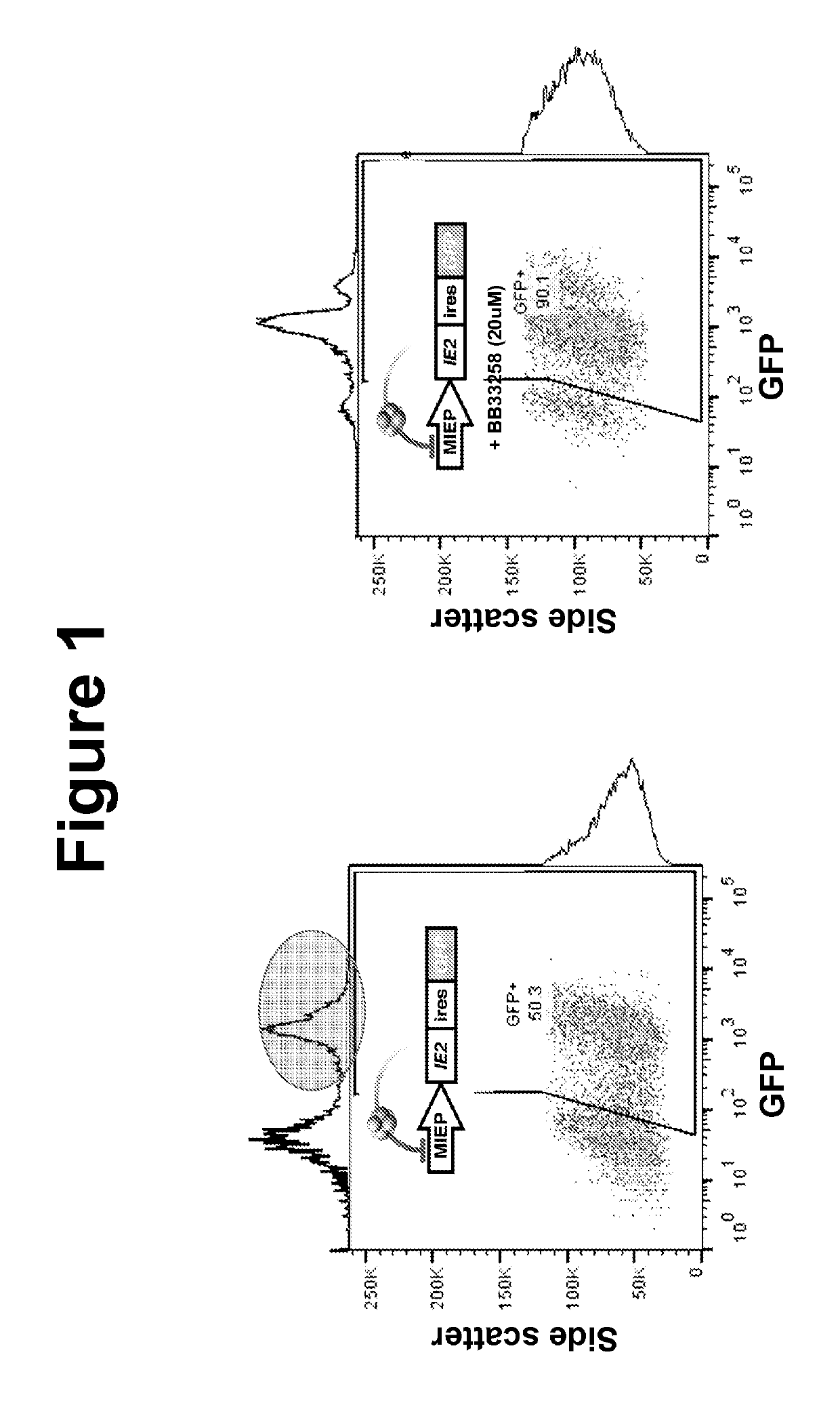 Methods for treating a cytomegalovirus infection