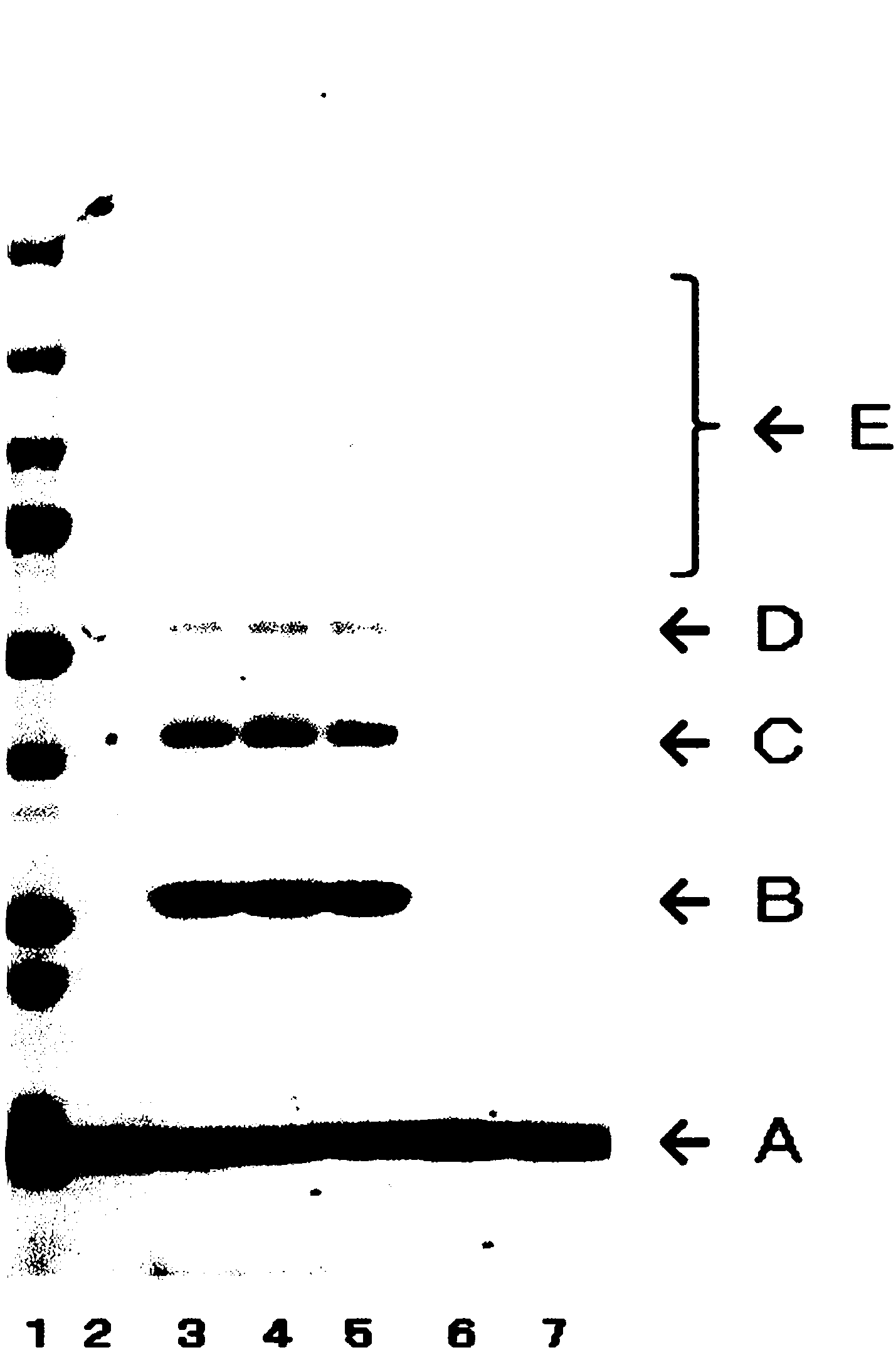 Streptavidin-bonded magnetic particles and manufacturing method for same