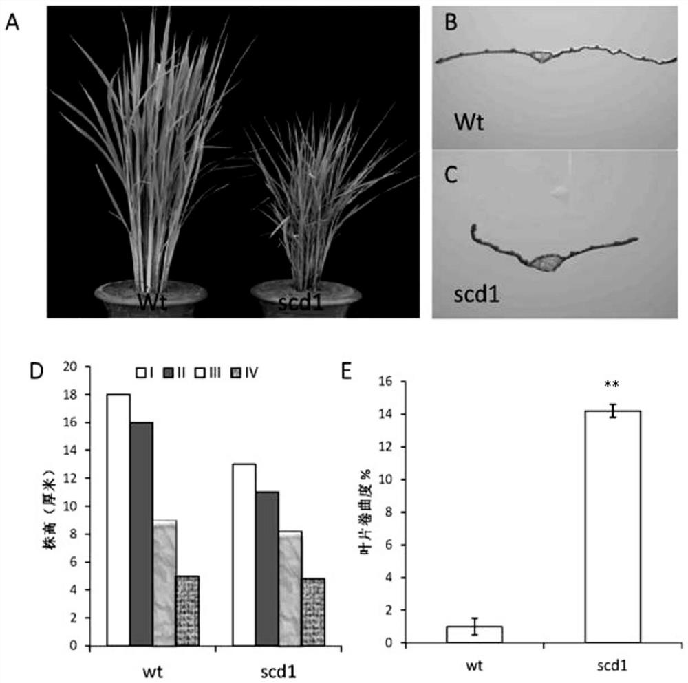 Application of rice PHI1 gene in regulation and control of plant photosynthesis