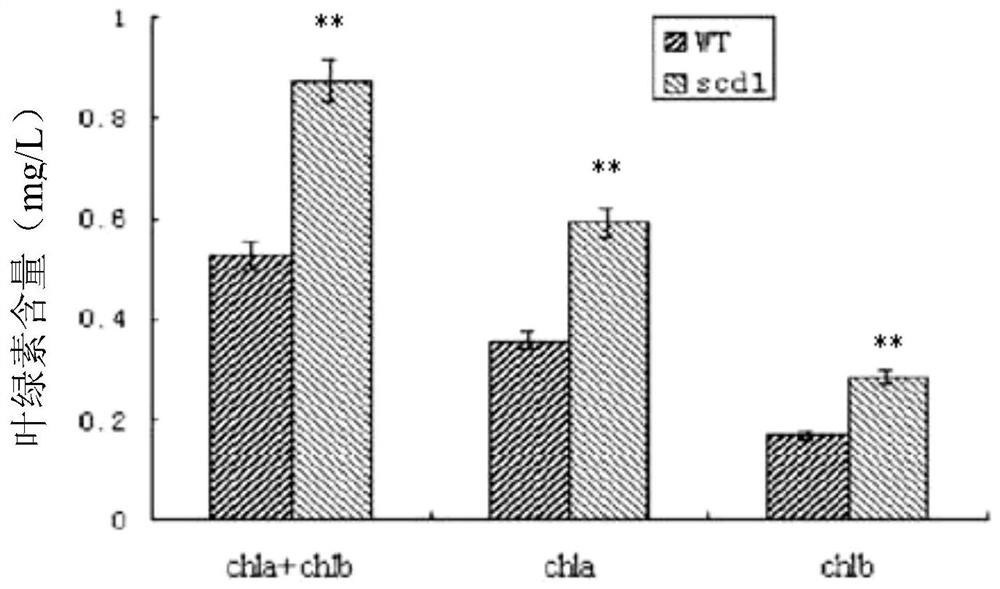 Application of rice PHI1 gene in regulation and control of plant photosynthesis