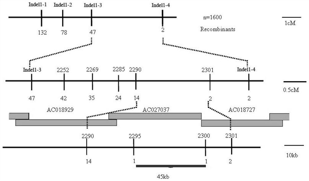 Application of rice PHI1 gene in regulation and control of plant photosynthesis