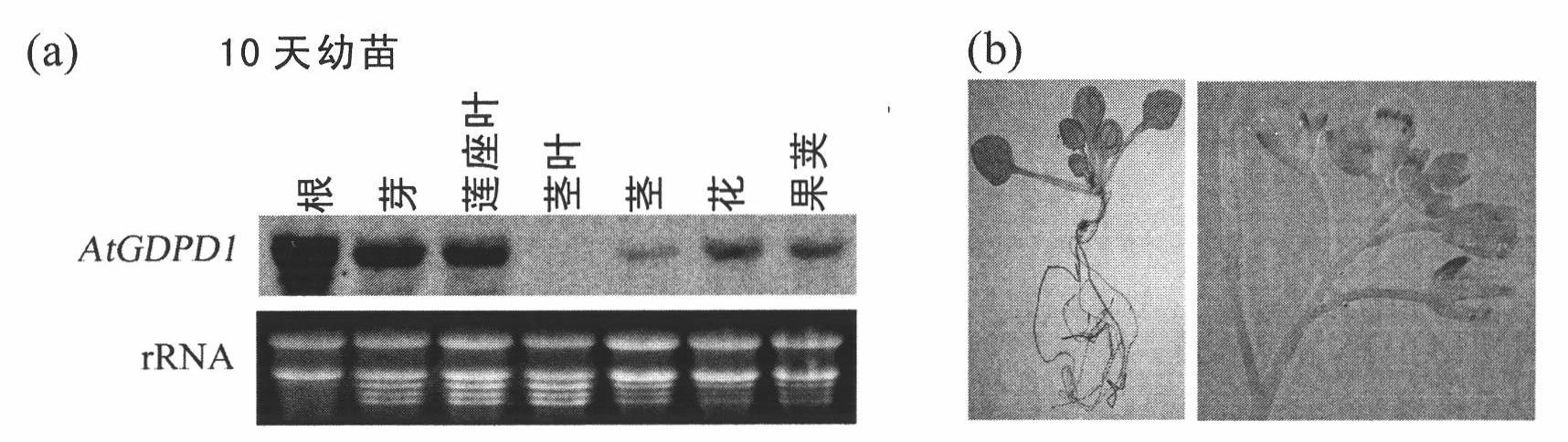 Low-phosphorus resistant gene and application thereof