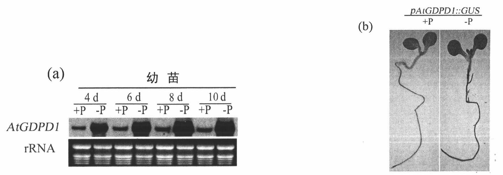Low-phosphorus resistant gene and application thereof