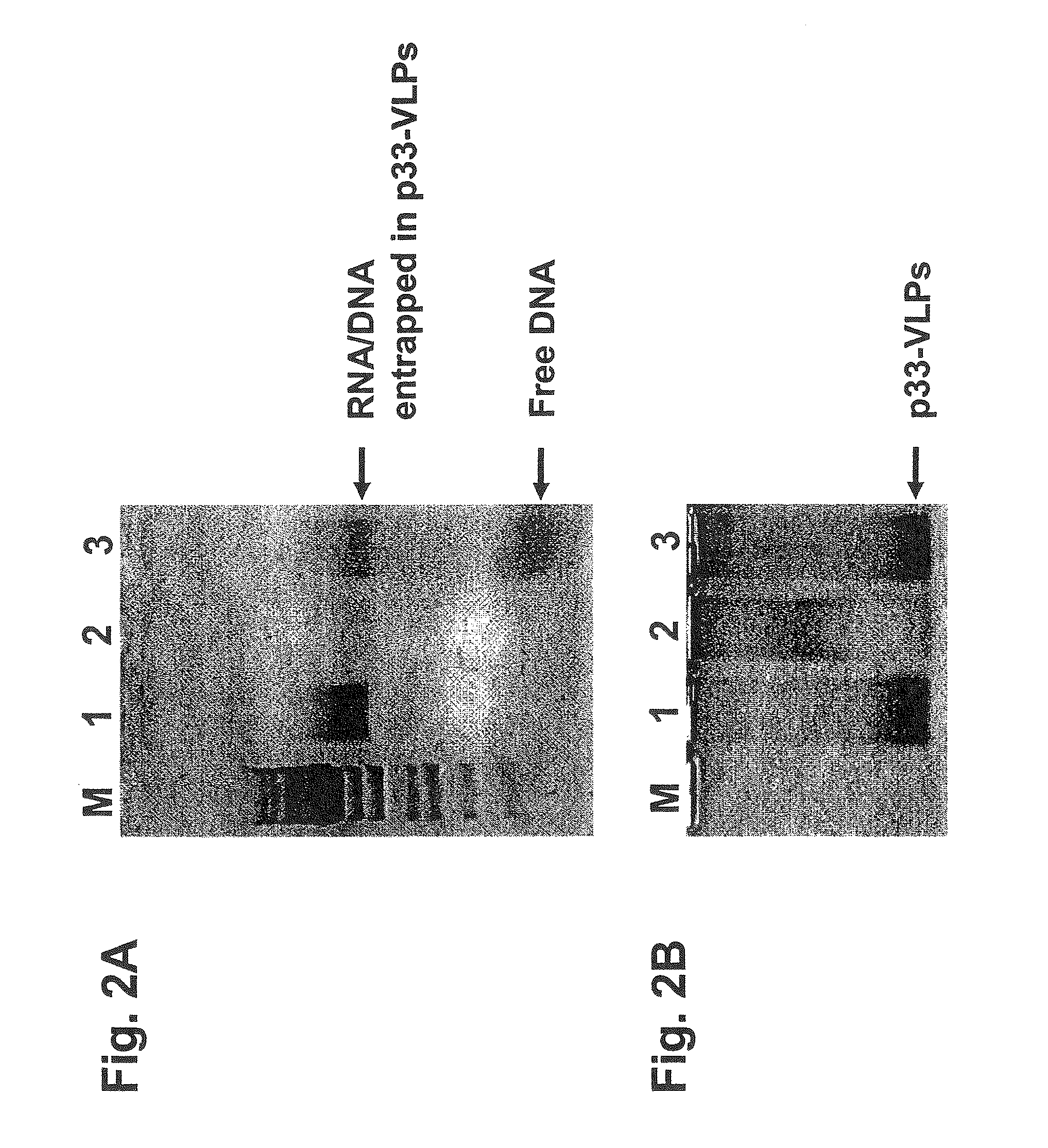 Packaged virus-like particles for use as adjuvants:  method of preparation and use