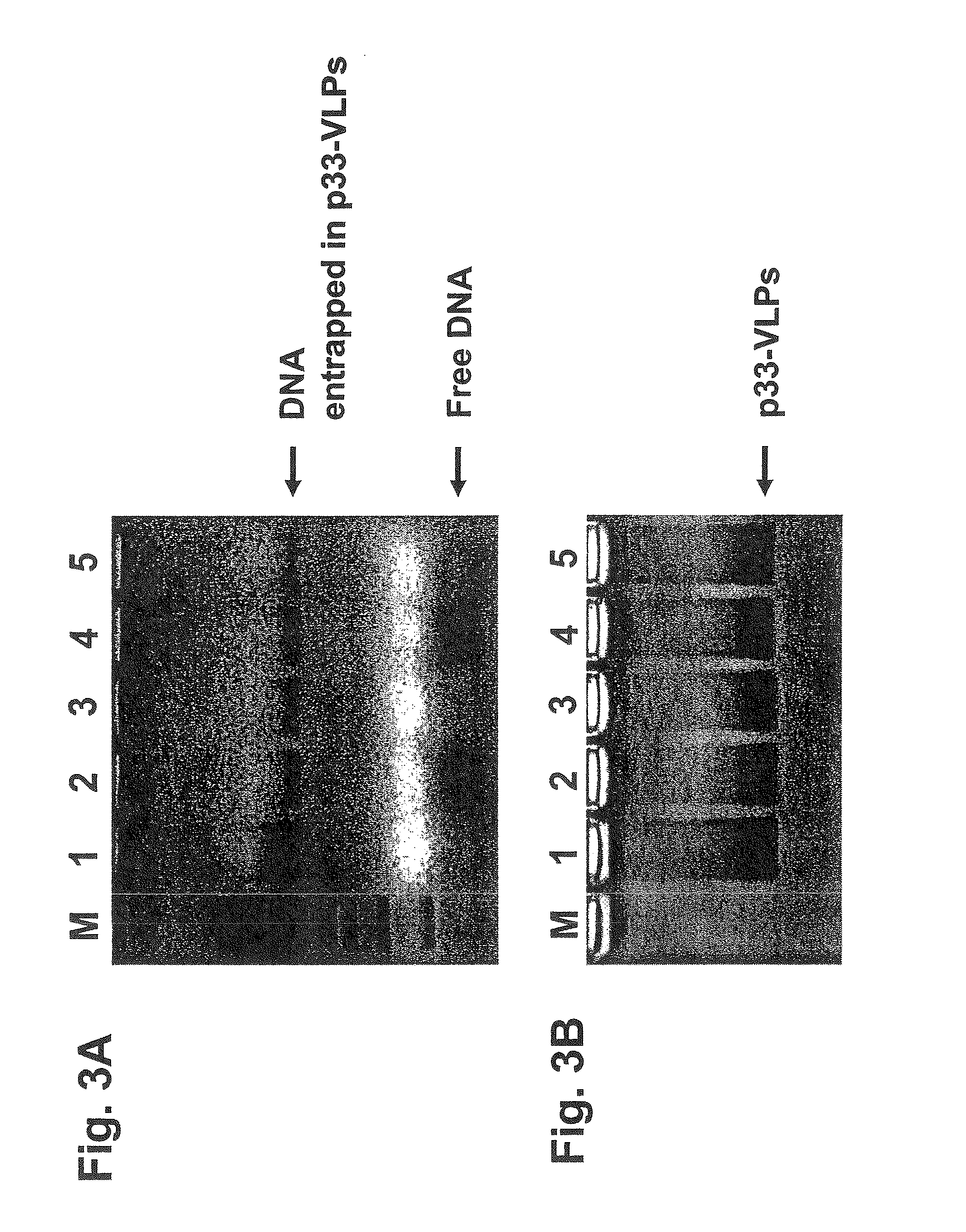 Packaged virus-like particles for use as adjuvants:  method of preparation and use