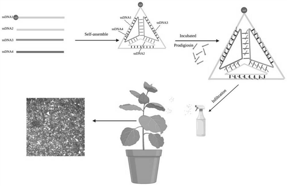 Nano prodigiosin preparation and application thereof in prevention and treatment of viral diseases of economic crops