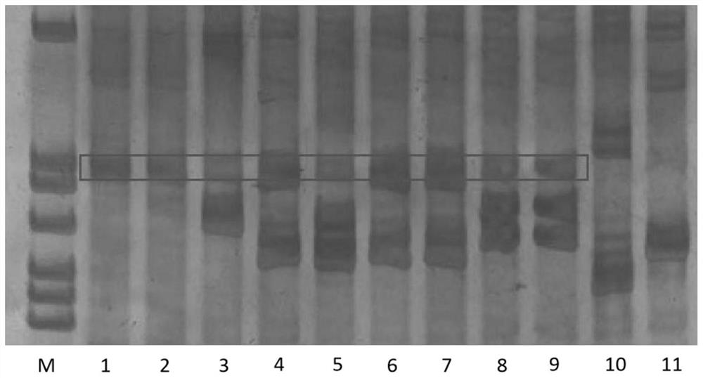 Method for cultivating pseudo male gynogenetic megalobrama amblycephala at high temperature