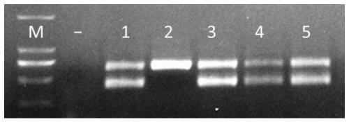 DNA (deoxyribonucleic acid) template preparation liquid and DNA template preparation method