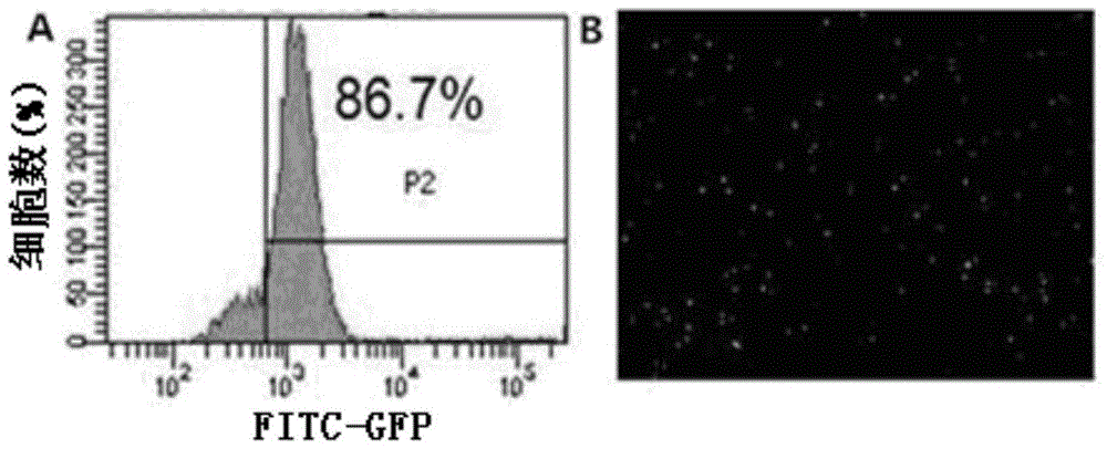 Method for directly reprogramming mouse hepatocyte into islet beta cell, and application thereof