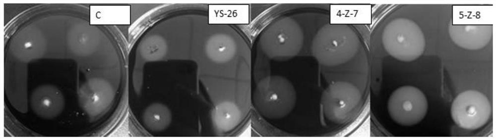 A kind of Bacillus South China Sea with cellulolytic effect and its application