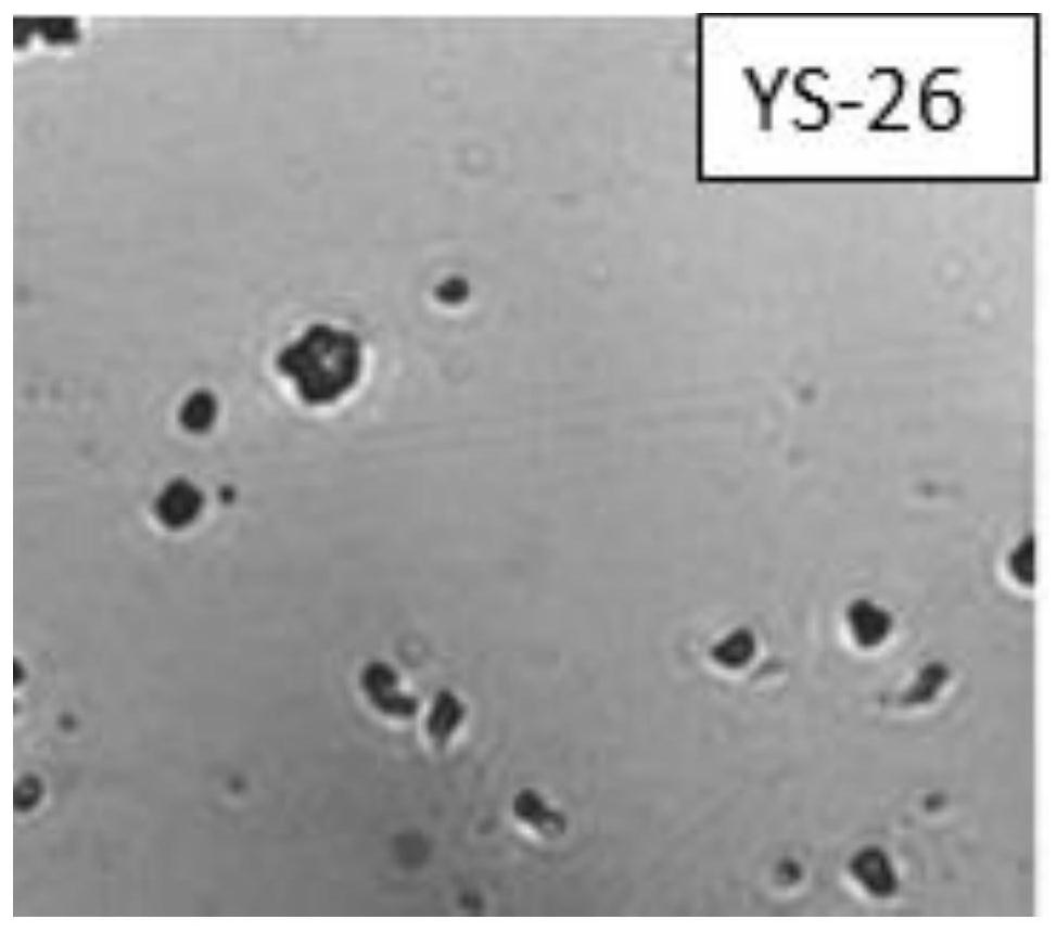 A kind of Bacillus South China Sea with cellulolytic effect and its application