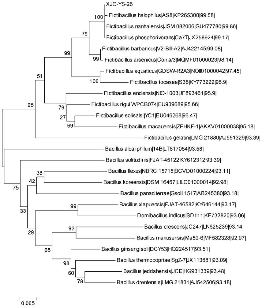 A kind of Bacillus South China Sea with cellulolytic effect and its application