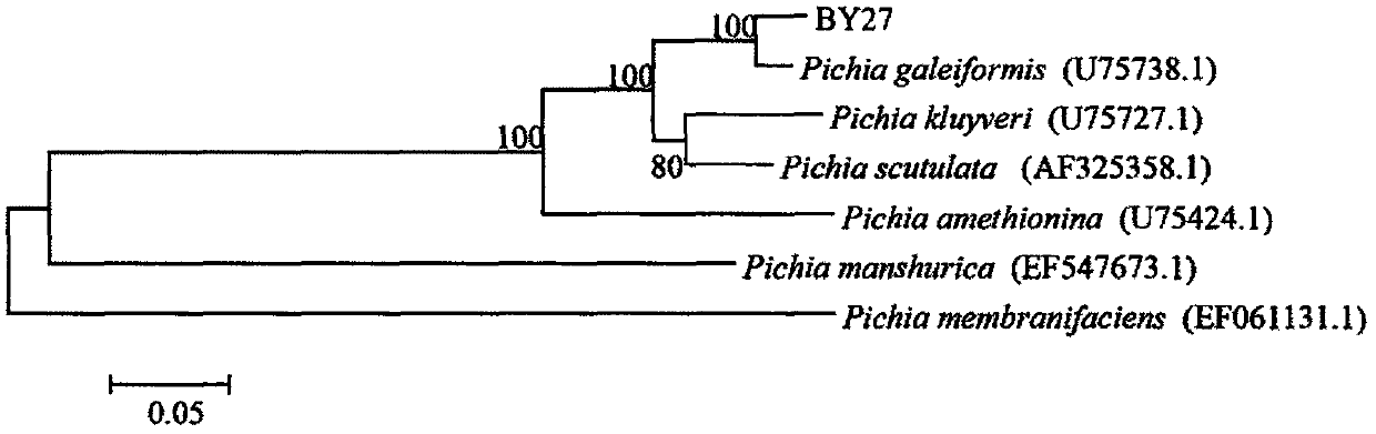 Antagonistic yeast Pichia galeiformis as well as preparation and application method thereof