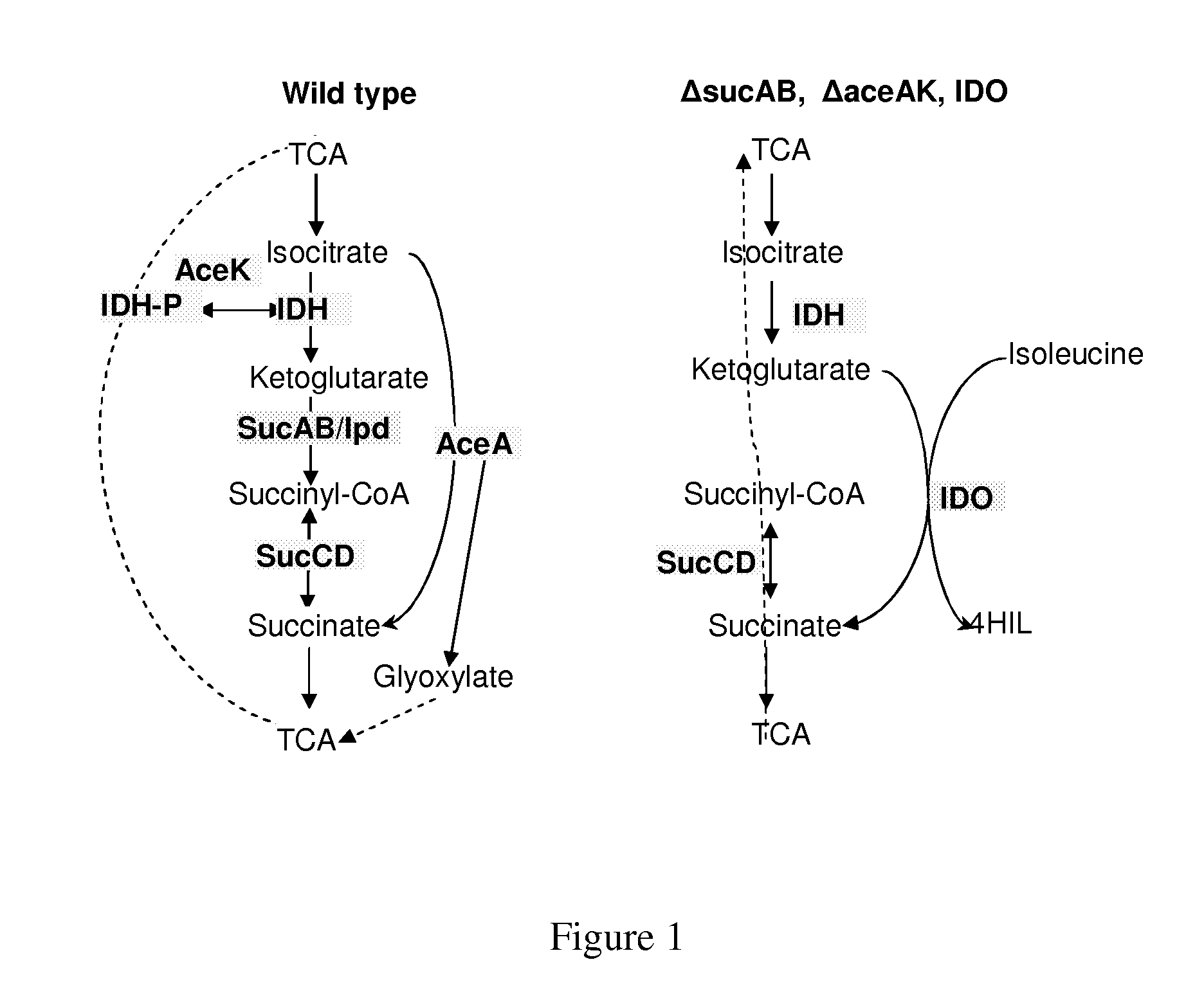Bacterium producing a product of a reaction catalyzed by a protein having 2-oxoglutarate-dependent enzyme activity and a method for manufacturing the product