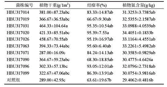 Efficient nitrogen-fixing alfalfa rhizobium strain and method for screening molecular marker