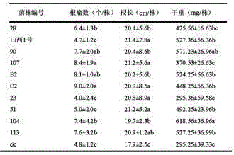 Efficient nitrogen-fixing alfalfa rhizobium strain and method for screening molecular marker