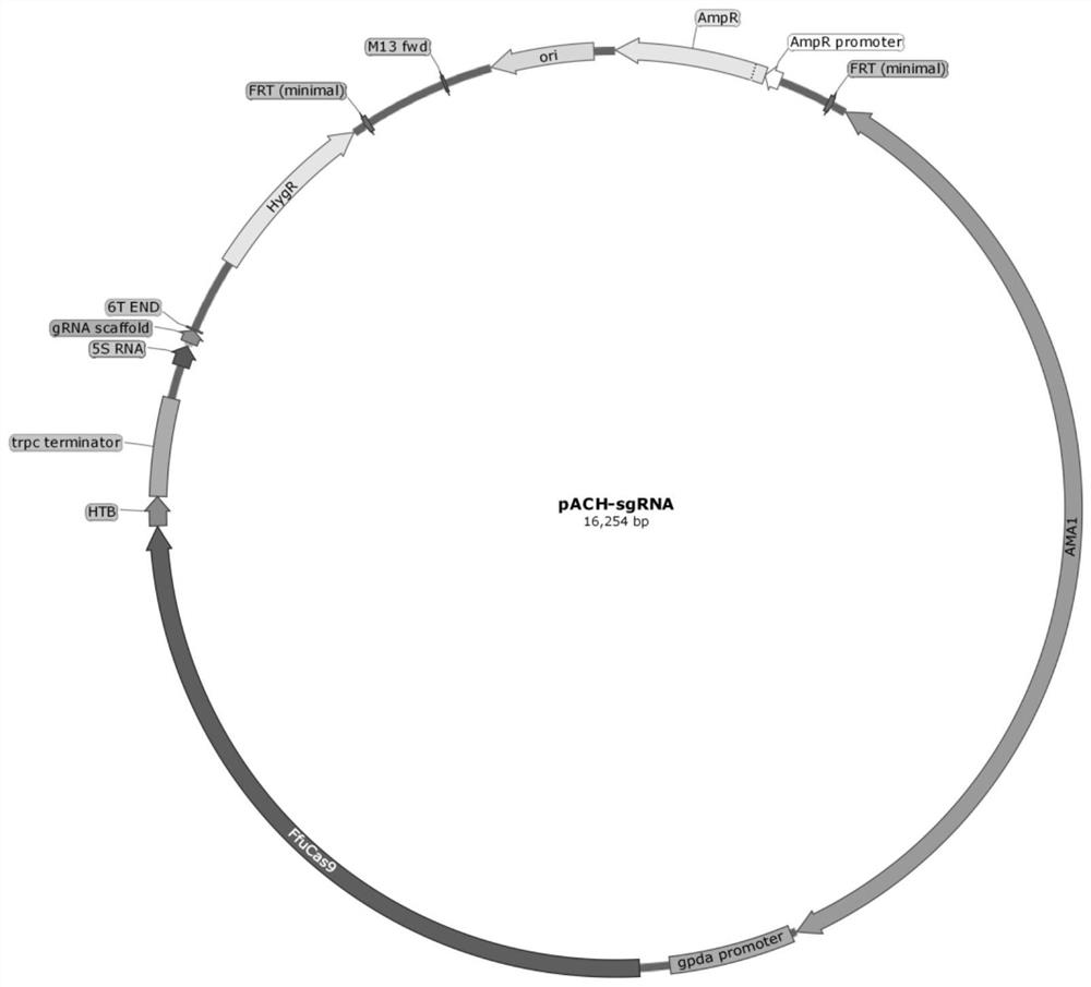 Gibberella fujikuroi genetically engineered bacterium with high-yield gibberellin GA3, construction method and application