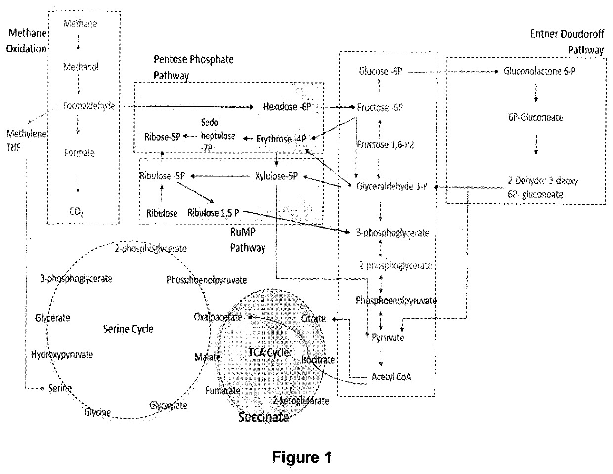 Recombinant methanotrophic bacterium and a method of production of succinic acid from methane or biogas thereof