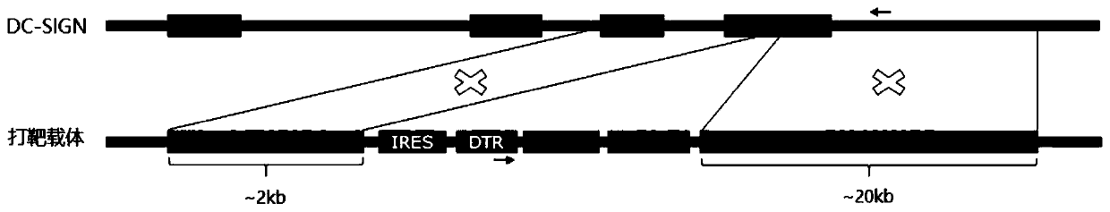 Targeting vector, construction method for transgenic mouse capable of regulating and removing monocyte-derived DC via diphtheria toxin, and application of targeting vector