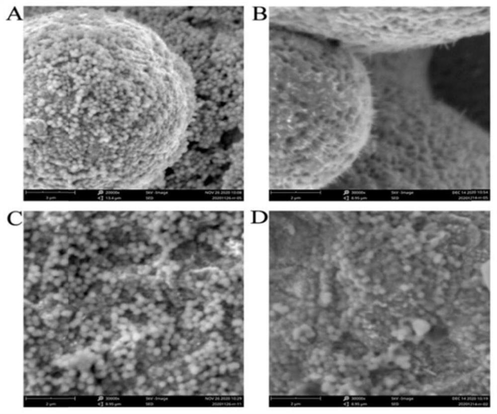 3D printing metal base material with polydopamine-mesoporous bioactive glass composite coating as well as preparation method and application of 3D printing metal base material