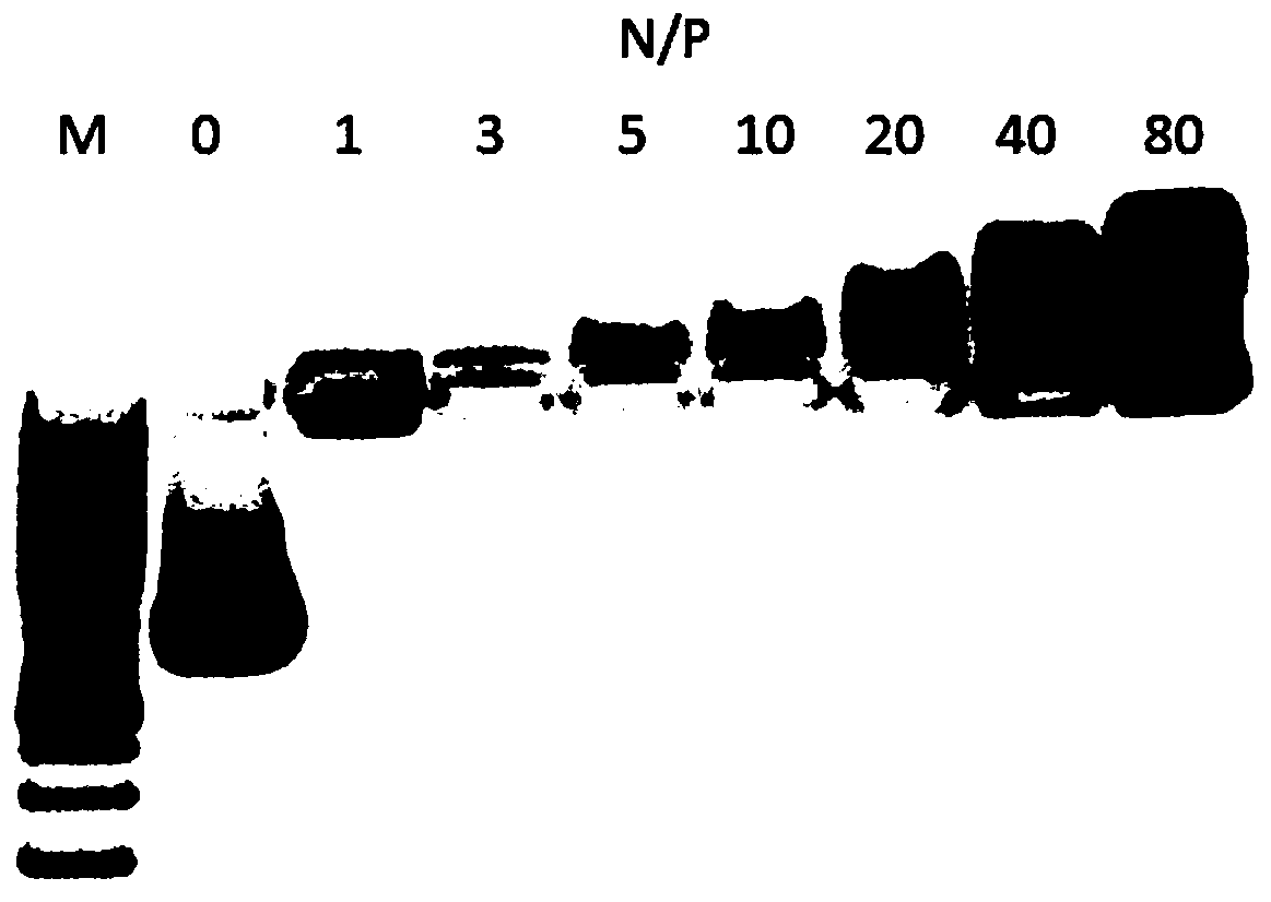 Cell-penetrating peptide hpp-chol, method for its production and its mediated plasmid DNA transfection