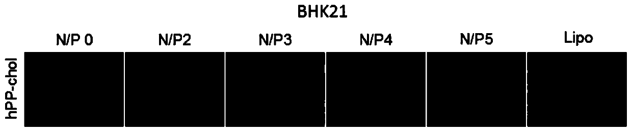 Cell-penetrating peptide hpp-chol, method for its production and its mediated plasmid DNA transfection