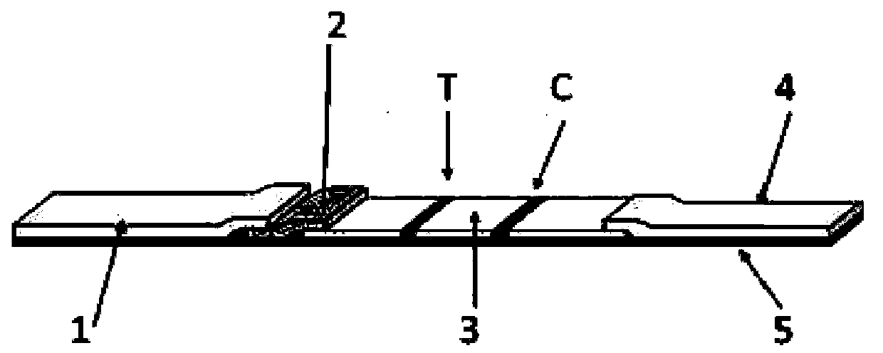 Influenza B virus IGA antibody immunofluorescence detection test strip and its preparation method, detection method and application