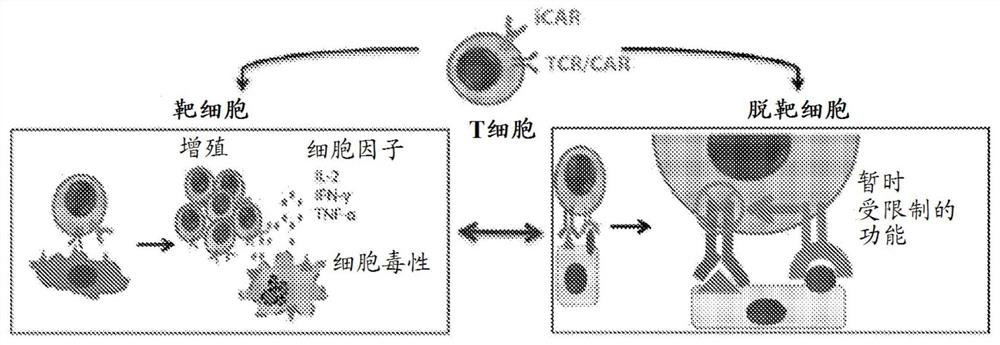 Methods for identifying activating antigen receptor (ACAR)/inhibitory chimeric antigen receptor (ICAR) pairs for use in cancer therapies