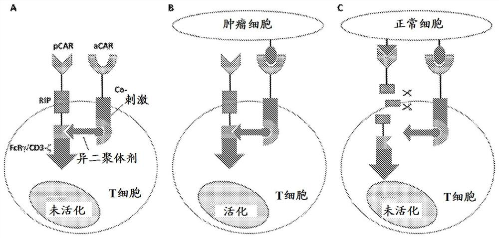 Methods for identifying activating antigen receptor (ACAR)/inhibitory chimeric antigen receptor (ICAR) pairs for use in cancer therapies