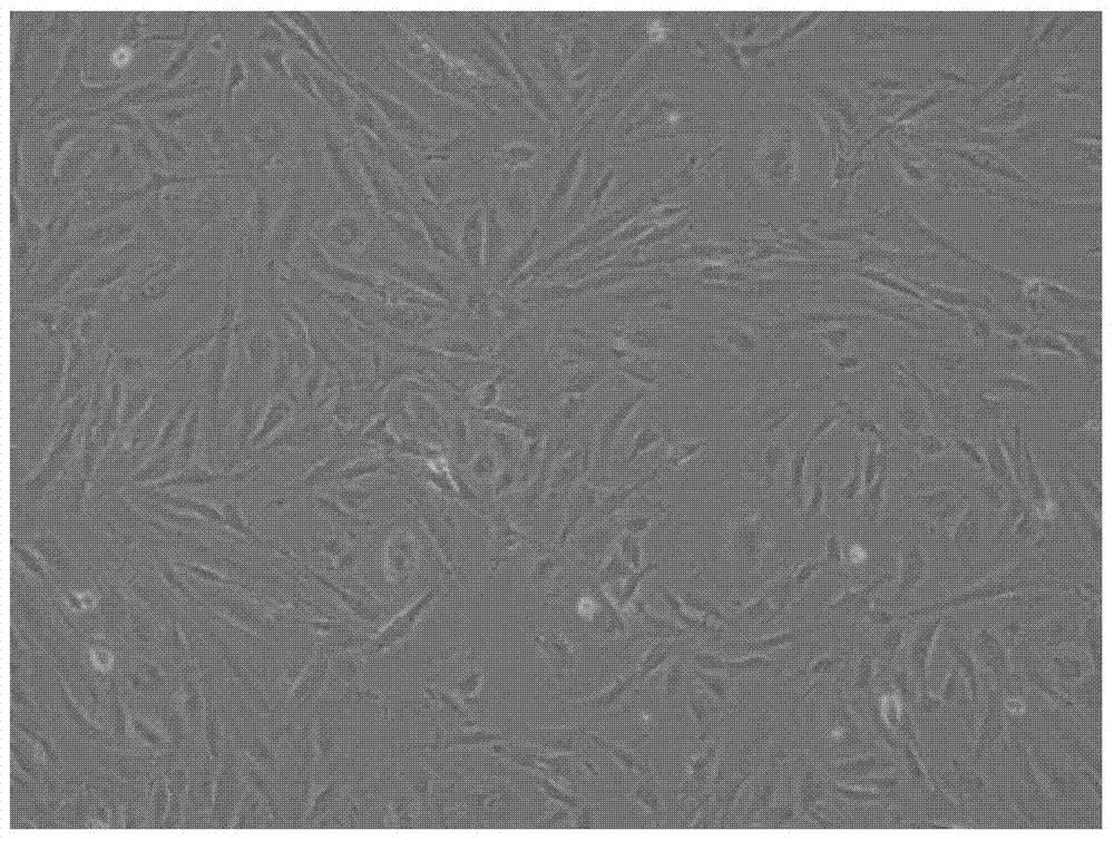 A novel method for preparing menstrual blood mesenchymal stem cells