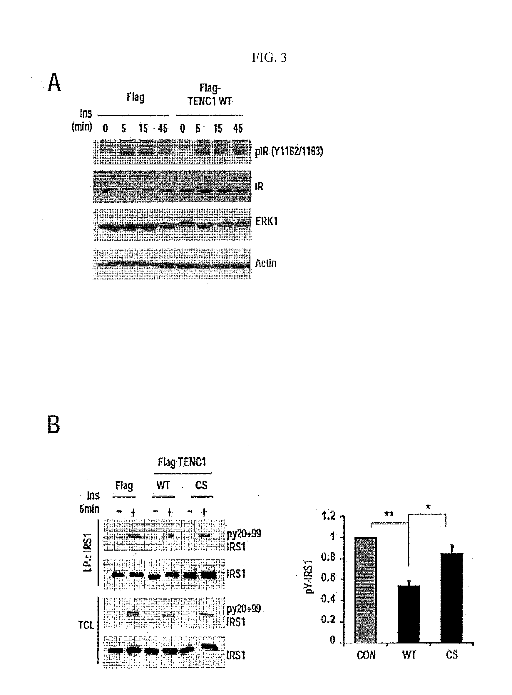 Pharmaceutical Composition for Preventing or Treating Diabetes Containing TENC1 Expression or Activity Suppressor