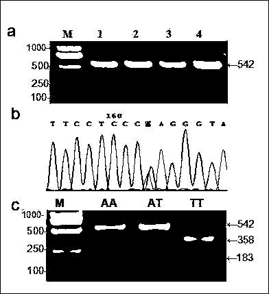 Chinese Simmental cattle fgf‑1 gene as a genetic marker of carcass meat quality