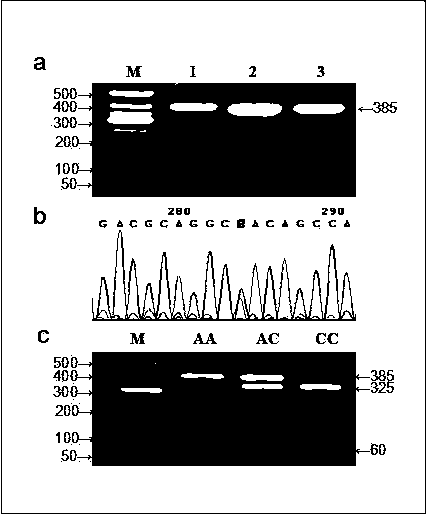 Chinese Simmental cattle fgf‑1 gene as a genetic marker of carcass meat quality