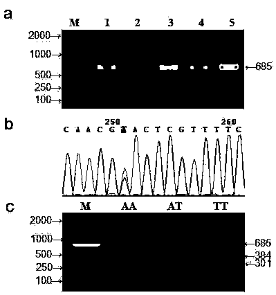 Chinese Simmental cattle fgf‑1 gene as a genetic marker of carcass meat quality