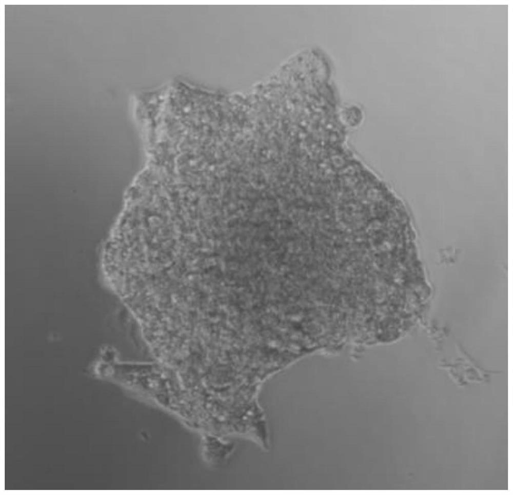 Monoclonal enhanced culture medium and method for improving HepG2 cell clone formation rate