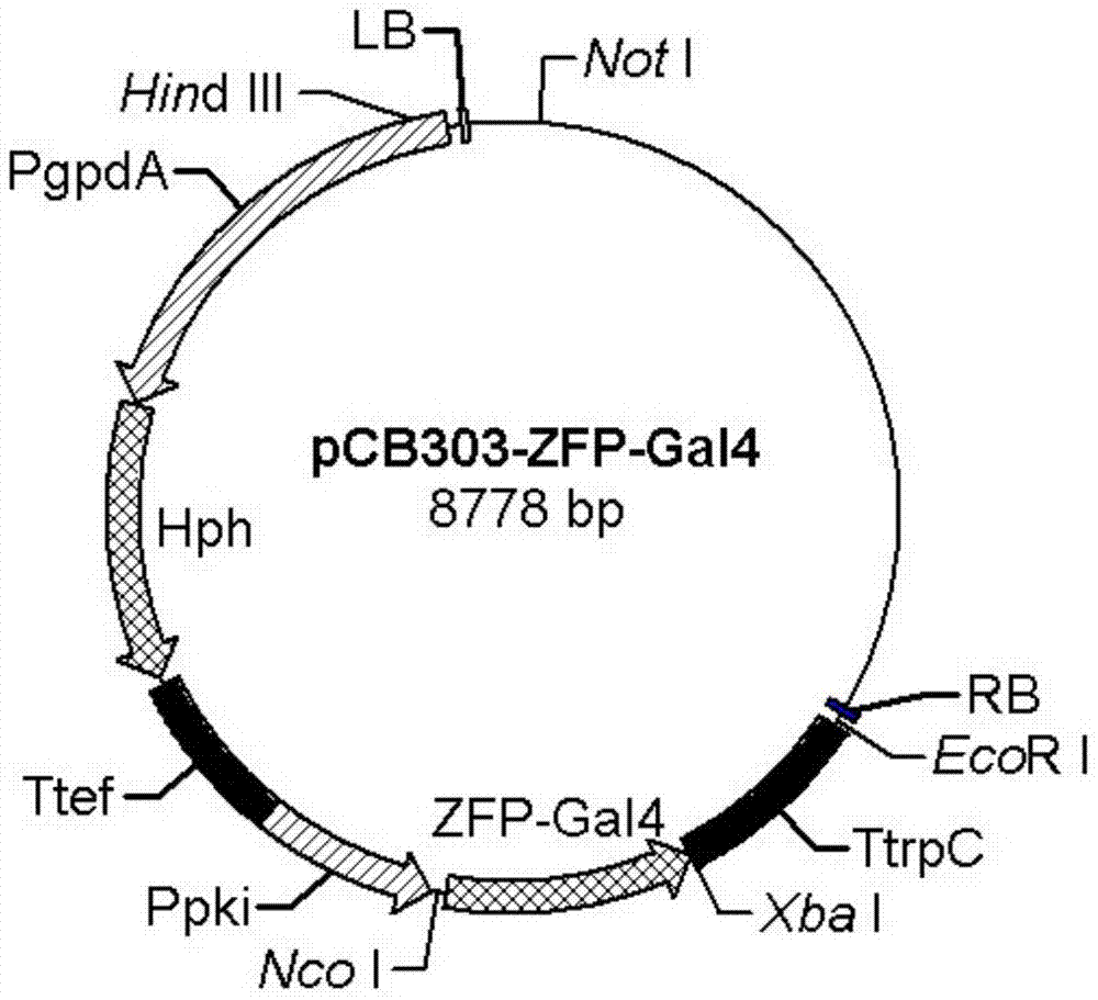 A recombinant strain of Trichoderma reesei containing artificial zinc finger transcription factor and its application