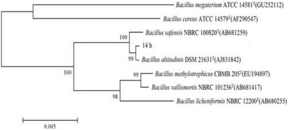 Preparation and application of bacillus altitudinis bacterial agent