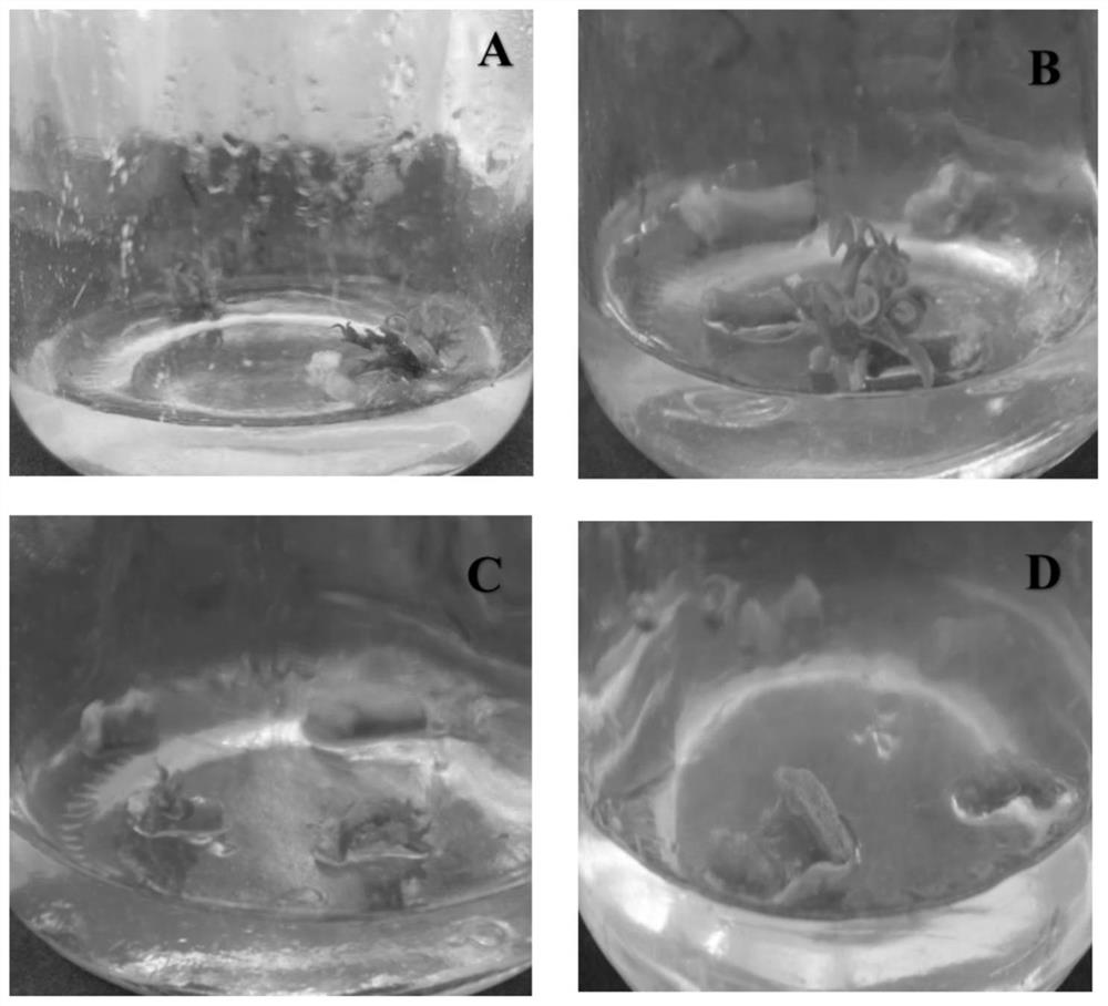 Method for inducing bougainvillea speetabilis polyploidy in vitro