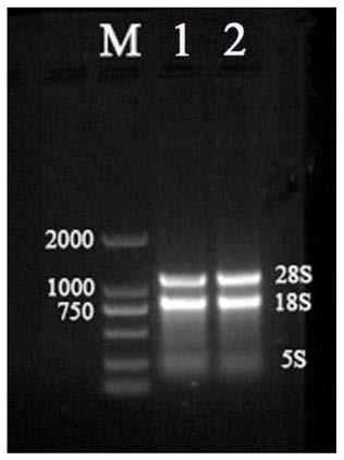 Extraction method of santalum album high-content essential oil tissue total RNA