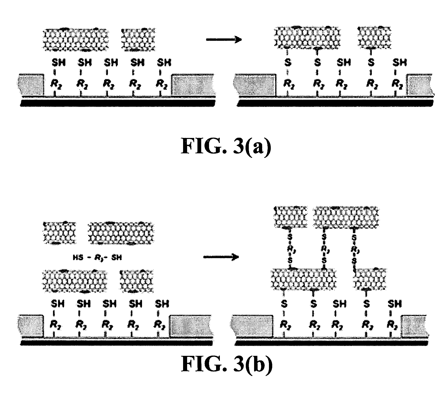 Conductive carbon nanotubes dotted with metal and method for fabricating a biosensor using the same