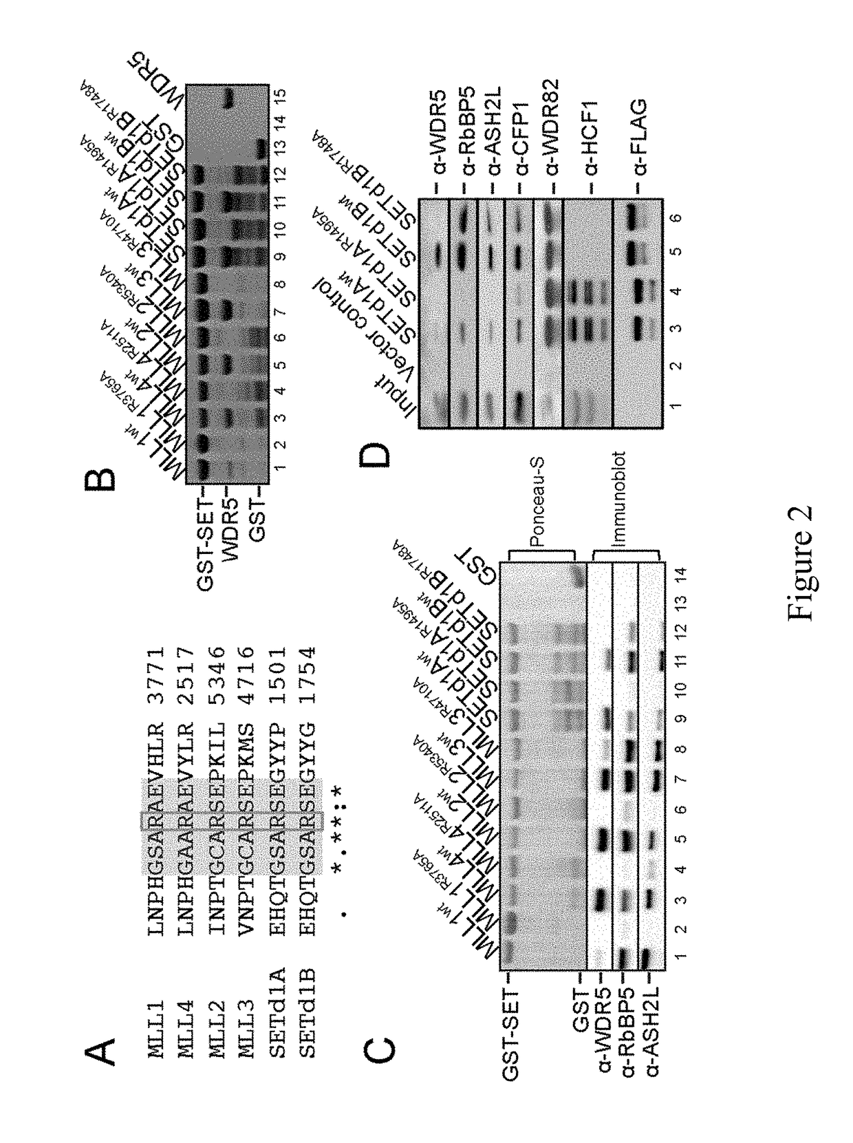 Peptide-based inhibitors of mll/set1 family core complexes