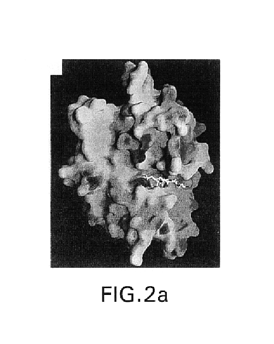 Crystalline TNF-α-converting enzyme and uses thereof