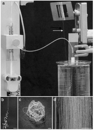Engineered spider silk proteins and uses thereof