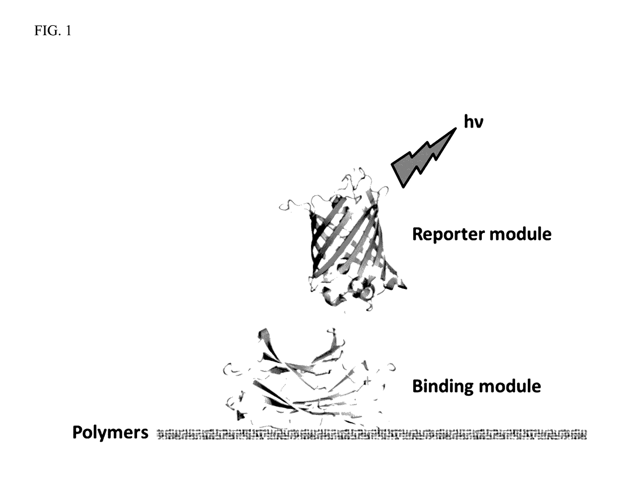 Polymer Probes And Methods