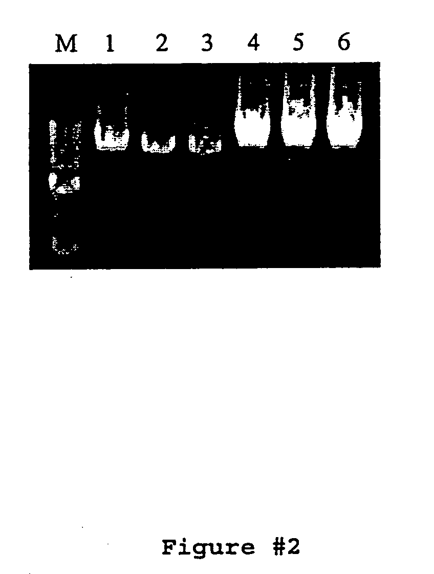 Compositions for DNA amplification, synthesis, and mutagenesis