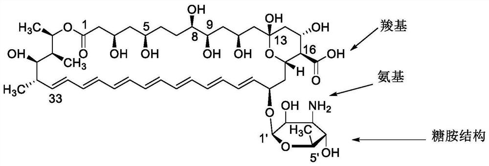 Amphotericin B methyl ester peptide derivative and preparation method thereof