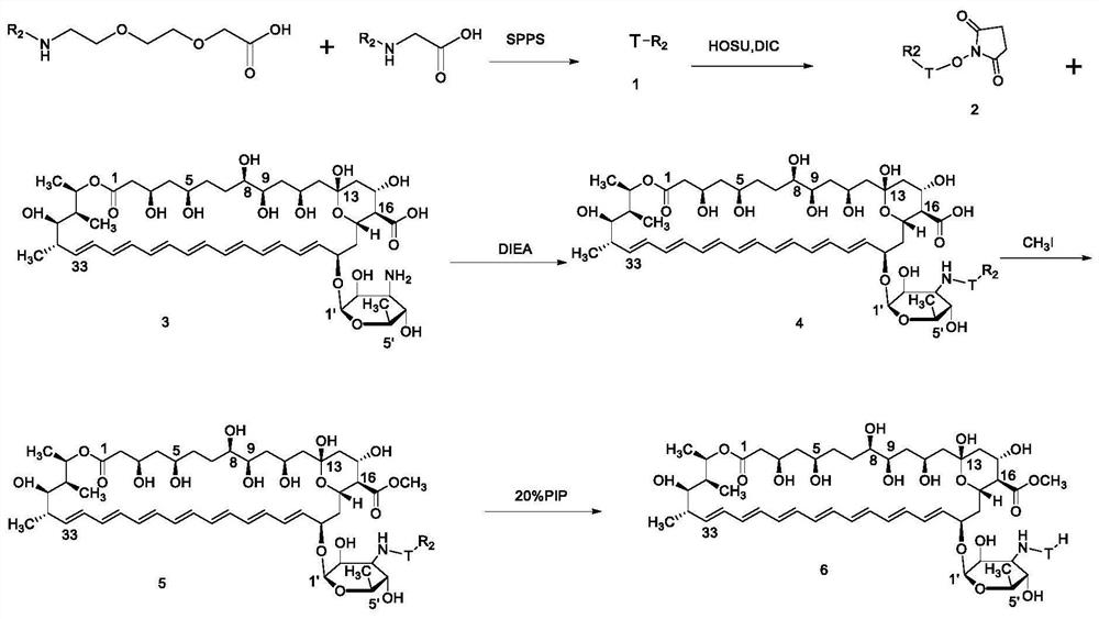 Amphotericin B methyl ester peptide derivative and preparation method thereof